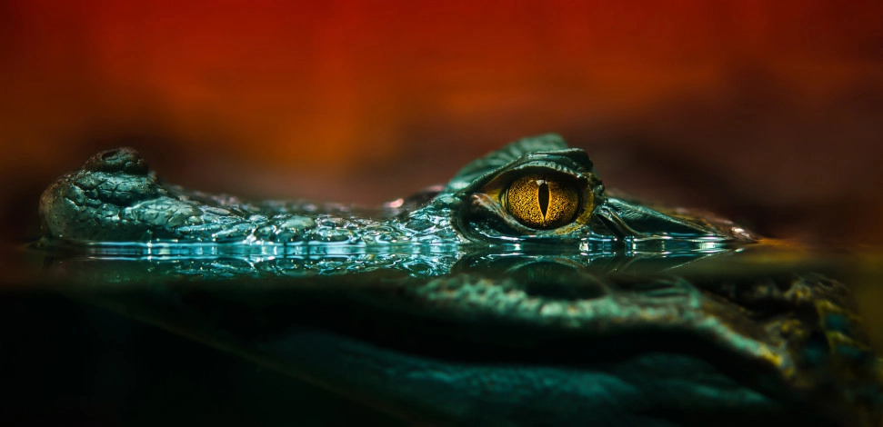 Blog - Microservices, Latency, and Alligators in the Pond